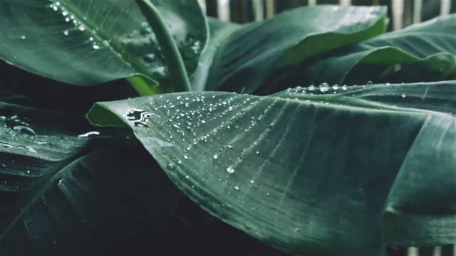 Bamboo flute Music | Flute | Rain fall | Nature (Relaxing, Sleeping, Meditation music) #flute #musi смотреть онлайн