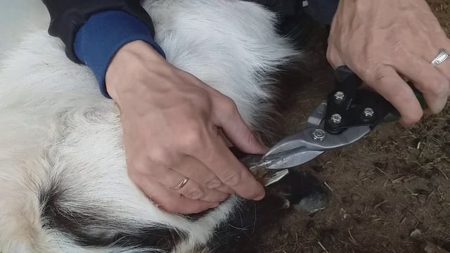 Как обрезать копыта у коз, что же с козленком. смотреть онлайн
