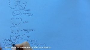 Билет 028. ПРОВОДЯЩИЕ ПУТИ БОЛЕВОЙ И ТЕМПЕРАТУРНОЙ ЧУВСТВИТЕЛЬНОСТИ.