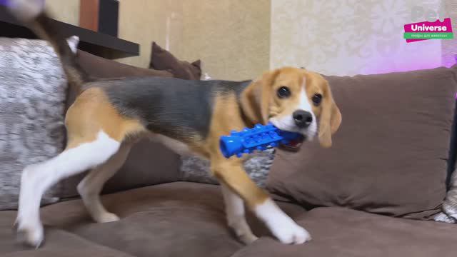 PU3076BE Игрушка для собак Pet Universe зазубренная палка-кусалка для прорезывания и здоровья зубов смотреть онлайн