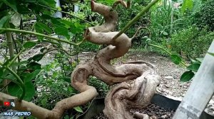 CARA MEMBUAT BONSAI SANCANG MELIUK 2 TAHAPAN BERSAMA MAS AGUS S TEGAL