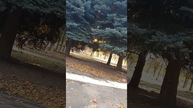 Ми нашли серую белку?/реальная жизнь\ смотреть онлайн