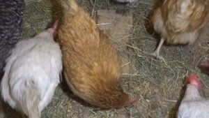 Как разговаривают куры