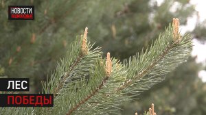 Около 150 гектаров леса восстановили в Истре за 10 лет