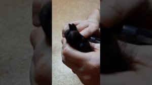 Щенки Большого пуделя, правильно подстригаем когти.