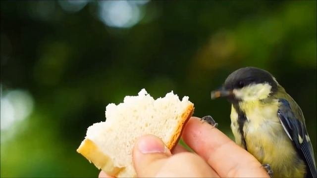 Птичка