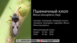 Пшеничный клоп (Blissus leucopterus (Say))