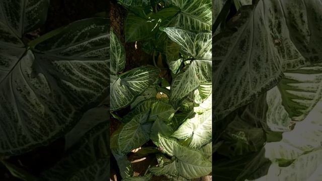 Singônio (Syngonium) смотреть онлайн