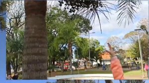 Растительный мир Бразилии. 2 часть. Арекаструм. Фикус ползучий. Монстера.