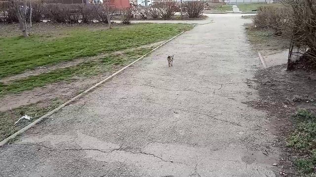 Тойтерьер мини
