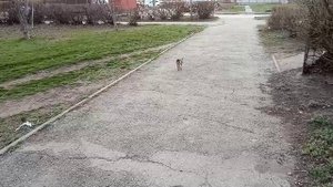 Тойтерьер мини
