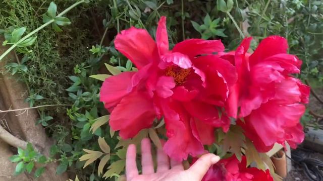 Пионы в моем саду 2020 смотреть онлайн