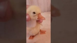 Кривая шея и шпагат у гусенка. Что делала я!