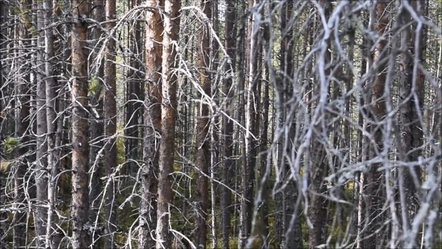 27 августа 2023 года Крик журавлей. смотреть онлайн