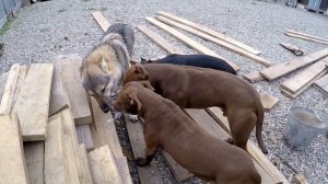 Питбуль виселки. Волк Аяврик снова шалит!!!