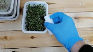 Результаты выращивания микро-зелени в домашних условиях с помощью набора.