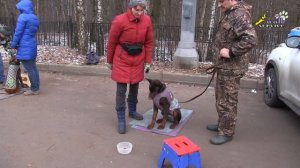 Дрессировка, обучение собак, переключение внимания между миской и человеком, зоопсихология