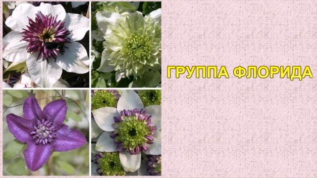 КАКИЕ БЫВАЮТ КЛЕМАТИСЫ