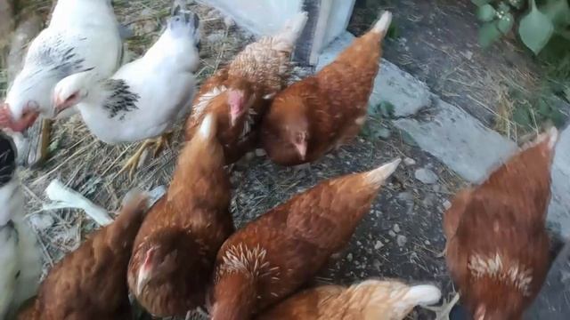Один день из жизни  Собираю орехи, виды с высоты птичьего полёта