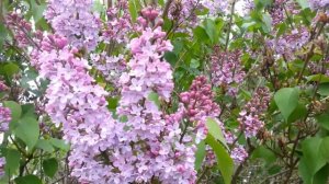 Purple Lilac Shrub (Syringa Vulgaris)