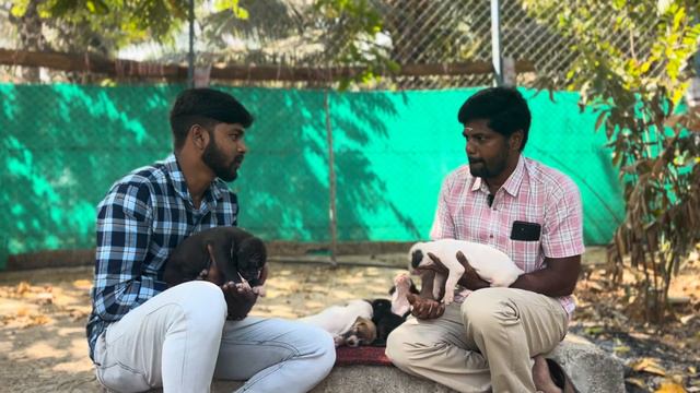 தரமான Bully kuttaa puppies விற்பனைக்கு|bully kuttaa puppies for sale | lowest price| coimbatore смотреть онлайн