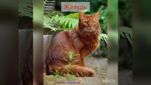 Коты воители в реальной жизни, 1 часть.