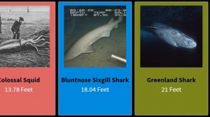 Sea Monsters Size Comparison | Giant Ocean Deep Sea Creatures