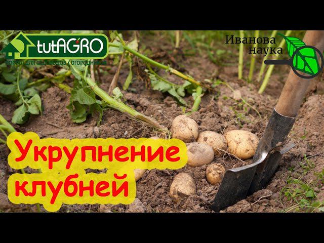 ОБДАЙТЕ БОТВУ КАРТОФЕЛЯ этим раствором против фитофторы и для увеличения урожая. ЖЕЛЕЗНАЯ обработка.