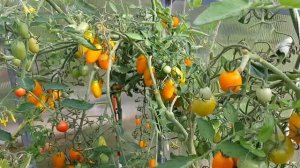 ТОМАТ ЧЕРИ ВЕРА F1 И ВЕРСАЛЬ F1 ФИРМЫ ПАРТНЁР..???