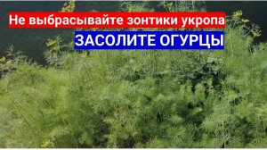 РВСЕГДА ВЫРАЩИВАЮ ЭТОТ УКРОП, РЕКОМЕНДУЮ К ПОСЕВУ!