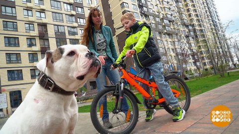 Ребенок, велосипед и собака. Доброе утро. Фрагмент выпуска от 12.05.2023