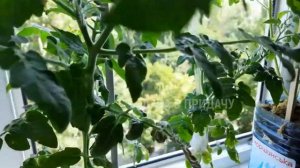 Лучшие сорта томатов для балконного выращивания. Мой огород на балконе.