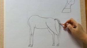 Как нарисовать лошадь Рисуем лошадь за 30 секунд.
