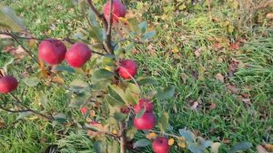 Яблони сортов Голден Парси Да Роса (apple Golden Parsi da Rosa), Ариан (Ariane), Кариот-7 (Kariot 7