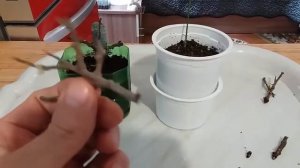 Как размножить облепиху 23 03 19г Часть   2 How to propagate sea buckthorn