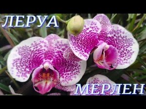 №754/ СВЕЖАЯ поставка ОРХИДЕЙ в ЛЕРУА МЕРЛЕН