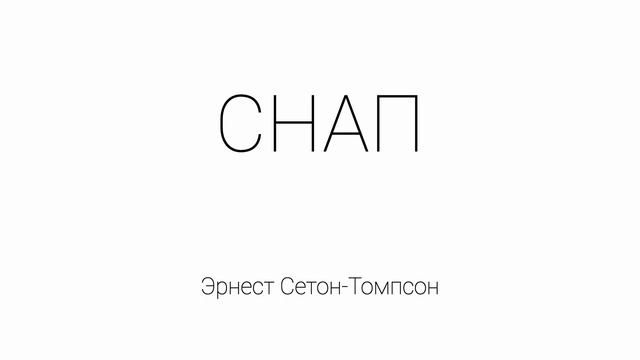 Снап. История бультерьера