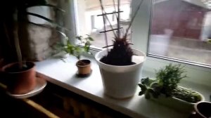 как ухаживать за цикасом