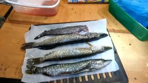 Коптилка из газовой плиты за 1 час