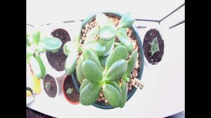 Crassula timelapse-2. 4 days of living. 4 дня из жизни толстянки. Денежное дерево, крассула