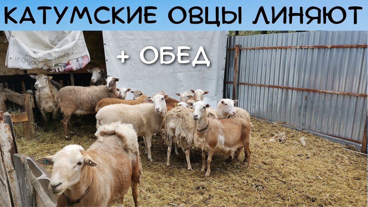 Катумские овцы / Как линяют катумы / Кормление овец