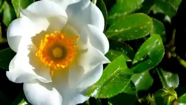 Экхарт Толле, Часть - 03.Погружение в бытие, озвучивает Nikosho. смотреть онлайн