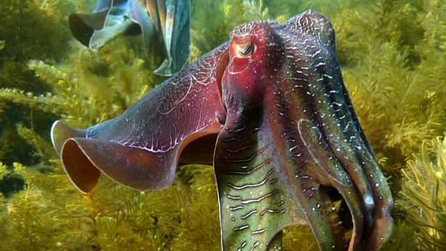 Каракатица - интересные факты смотреть онлайн