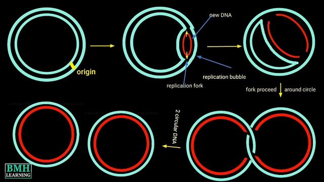 Theta Model Of Replication | Theta Replication | смотреть онлайн
