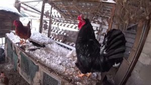 МОИ КУРЫ кормлю и показываю птицу