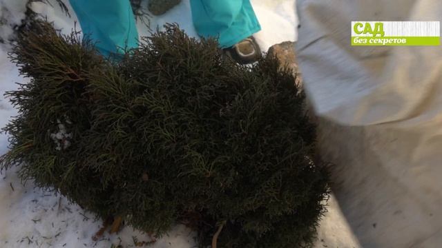 Как защитить хвойные от солнечных ожогов смотреть онлайн