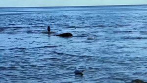 Великолепная музыка гениального Евгения Доги