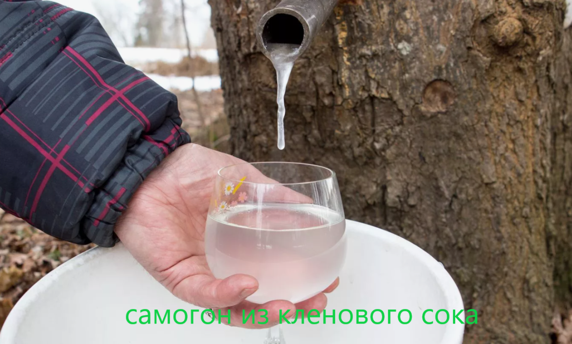 Самогон из кленового (берёзового) сока.