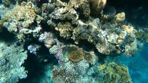 Коралловый риф бухта Рас-Насрани 2020 NEW ALBATROS PALACE 5* / Sharm el Sheikh Ras Nasrani Шаркс-бэ