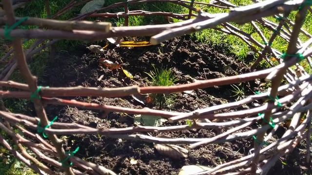 Плетённое ограждение-колпак для круглых грядок - своими руками смотреть онлайн